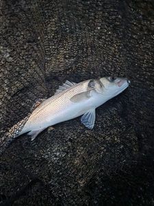 European Bass (Seabass)