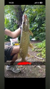 Northern Pike
