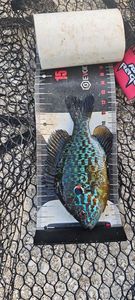 Green Sunfish