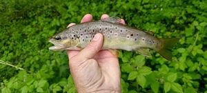 Brown Trout