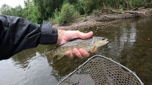 Brown Trout