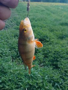 European Perch