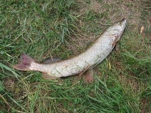 Northern Pike