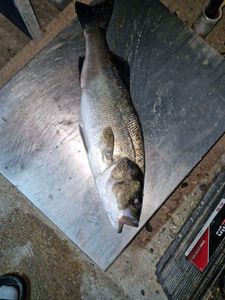 European Bass (Seabass)