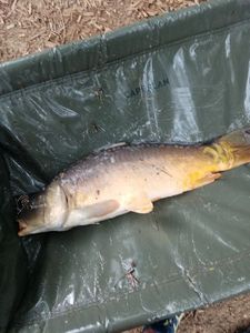 Leather Carp