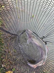 Rainbow Trout