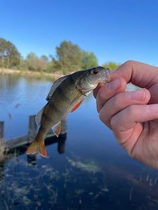 European Perch