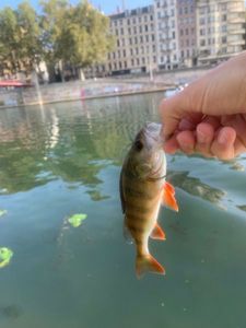 European Perch