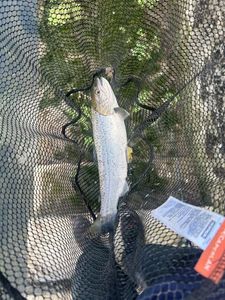 Sea Trout