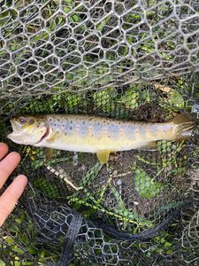Brown Trout
