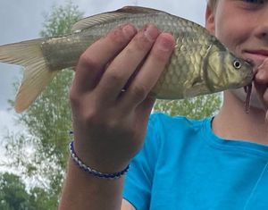 Grass Carp