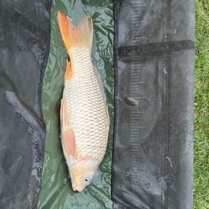 Common Carp