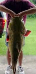 Channel Catfish