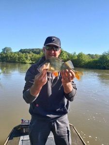 Yellow Perch