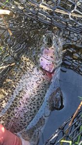 Rainbow Trout