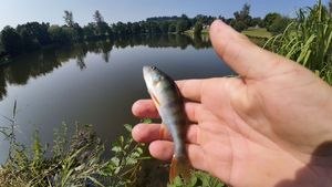 European Perch