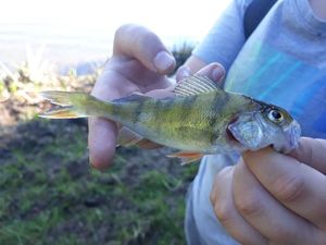 European Perch