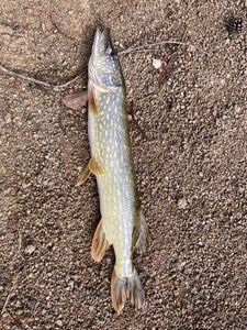 Northern Pike