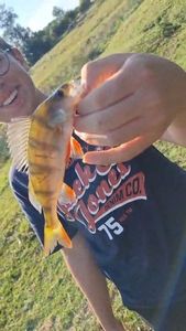 European Perch
