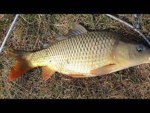 Common Carp