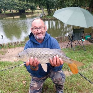 Common Carp