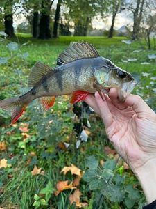 European Perch