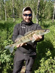Zander