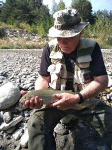 Grayling