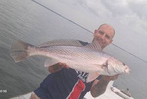 Cassava Croaker