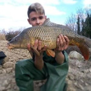 Common Carp