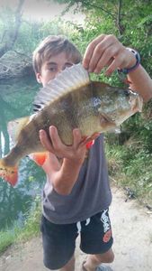 European Perch