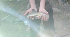 Tench