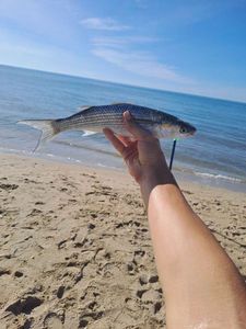 Thicklip Grey Mullet