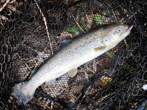 Brown Trout