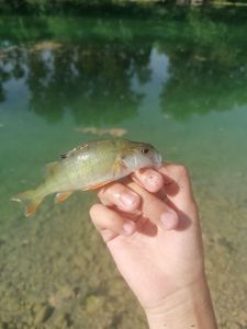 European Perch
