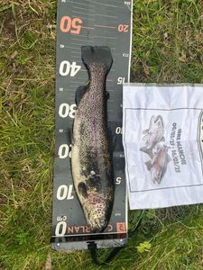 Rainbow Trout