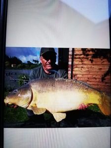 Mirror Carp