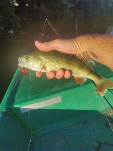 European Perch