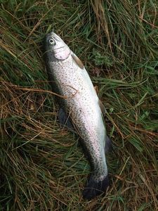 Rainbow Trout