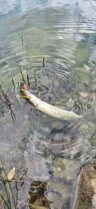 Chain Pickerel