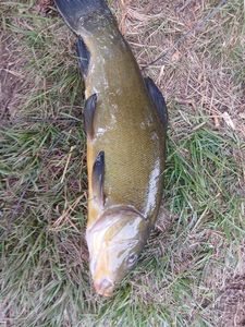 Tench
