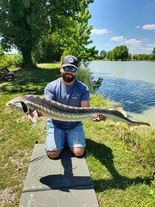 Sturgeon