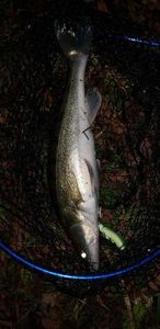 Zander