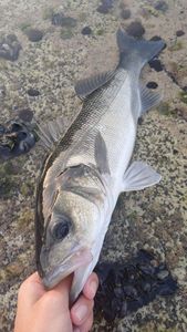 European Bass (Seabass)
