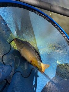 Mirror Carp