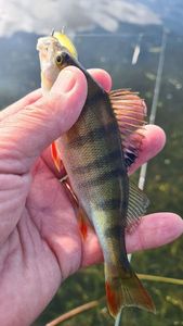 European Perch
