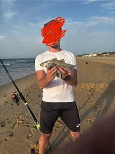 European Bass (Seabass)