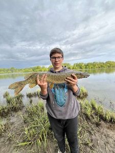 Northern Pike