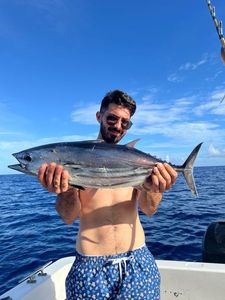Atlantic Bonito