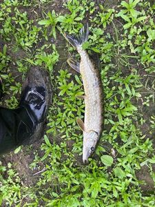 Northern Pike